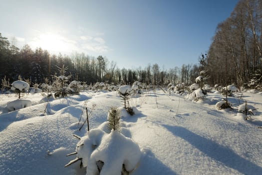   the fir-trees photographed in a winter season