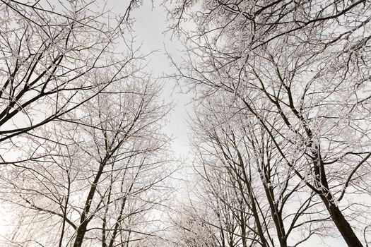  the trees photographed in a winter season.