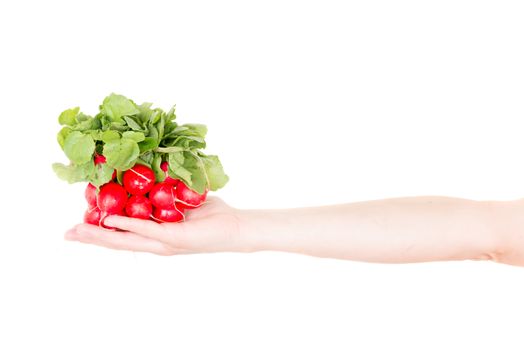 Red radish isolated on white background in human hand