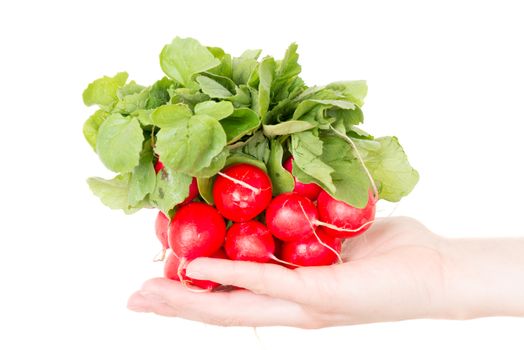 Red radish isolated on white background in human hand