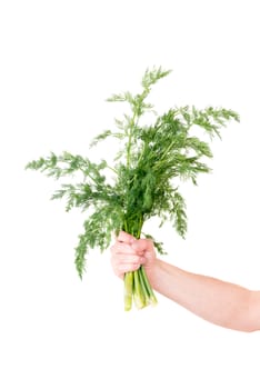 Dill isolated on white in human hand