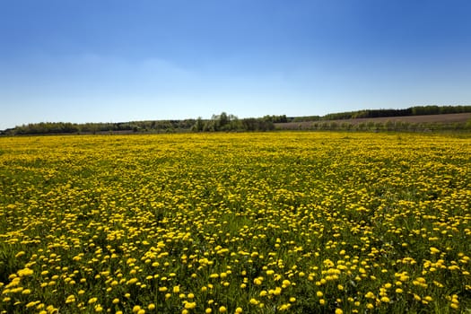   agriculture field where a large number of flowering dandelions. Blue sky.