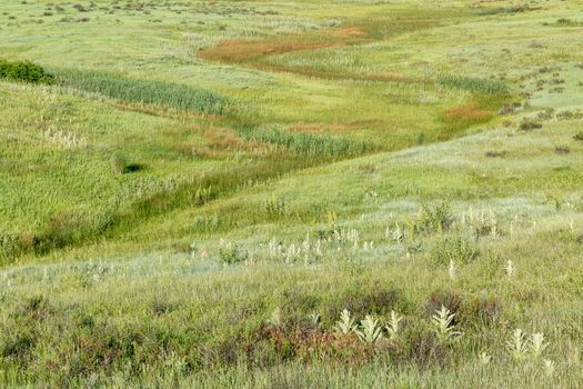 green prairie with wildflowers at Rocky Mountains foothills near Fort Collins, Colorado