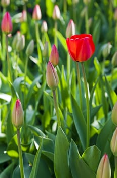 flower bed on which grow red tulips. Close-up.  