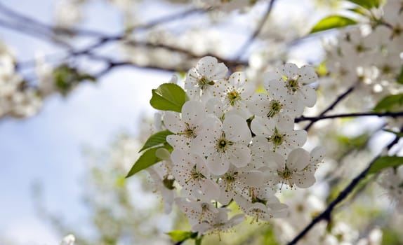   the inflorescence of cherry photographed by a close up. spring season