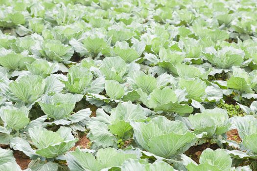 Agriculture cabbage areas planted cabbage big mountain cold.