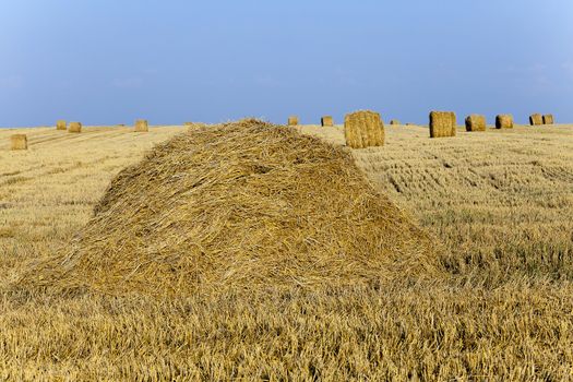   an agricultural field on which lie a straw stack after wheat harvesting