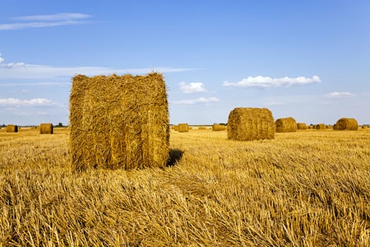   an agricultural field on which grow up also the harvest  wheat