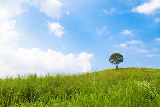 Big tree on a hillside. A large tree in the middle of pastures. Mostly clear skies