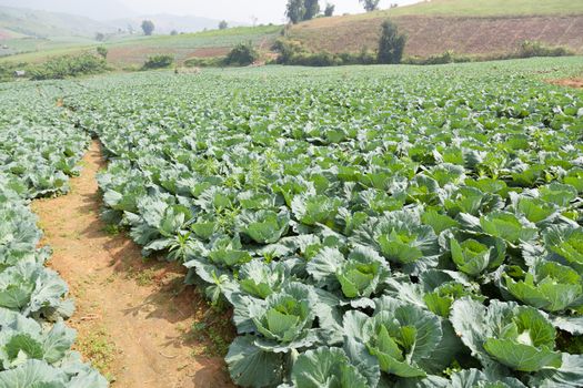 Agriculture cabbage areas planted cabbage big mountain cold.