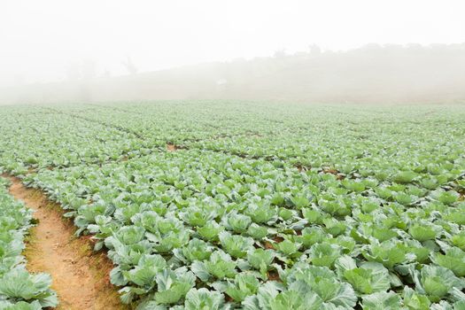 Agriculture cabbage areas planted cabbage big mountain cold.