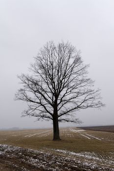   the trees covered with snow, growing in a winter season