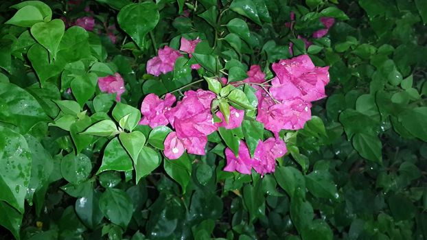 It is a perennial flowering bougainvillea bush type semi-trailer. Sizes range from small shrubs to large shrubs. By barbed stems, leaves and branches broken off switch or opposite each other. Little hairy covering Green or spotted leaves Long pointed oval shaped, 3-6 cm wide, 2-3 cm leaves symbol. Each heart-shaped or ovate, 3-5 leaves many colors such as pink, orange, purple, red, blue, yellow and more. Both sexual and reproductive perfect flower from the bouquet or axillary branches, each with three bouquets of flowers are 1-2 cm long tube.