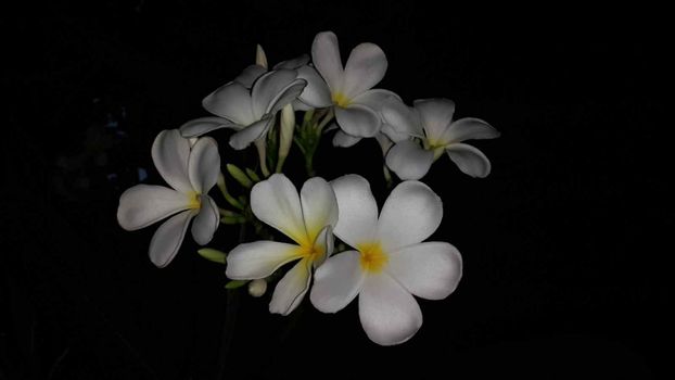 Frangipani is a plant grown for flowers with beautiful colors including white, red, pink, yellow and white flowers, some with more than one color.