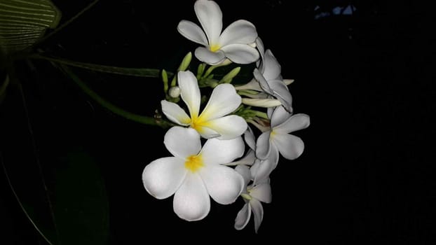 Frangipani is a plant grown for flowers with beautiful colors including white, red, pink, yellow and white flowers, some with more than one color.