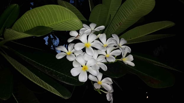 Frangipani is a plant grown for flowers with beautiful colors including white, red, pink, yellow and white flowers, some with more than one color.