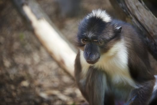 Portrait of White-naped mangabey looking down, giving the impression of being a depressed monkey