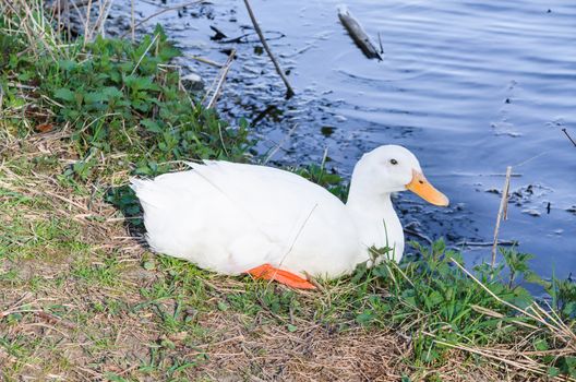 White duck sitting in the grass next to a pond.
