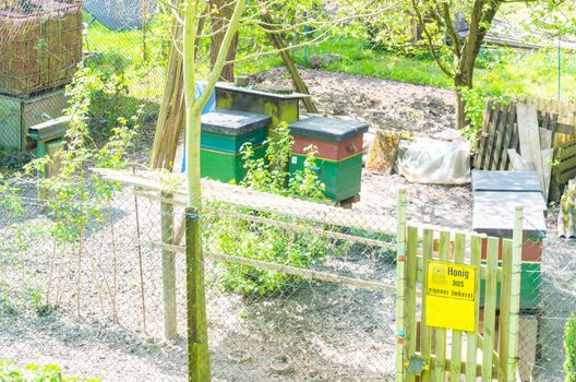 Honigbienenstöcke im Frühling in einem kleinen Garten.

Honey bee hives in the spring in a small garden.