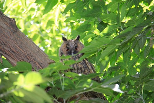 bewildered owl looking on tree