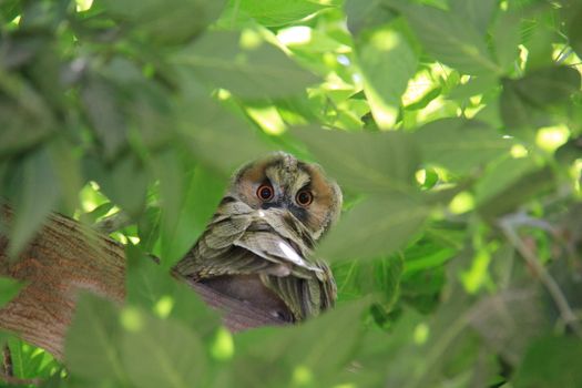 bewildered owl looking on tree