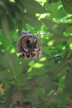 bewildered owl looking on tree