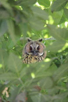 bewildered owl looking on tree