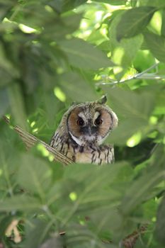 bewildered owl looking on tree