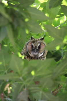 bewildered owl looking on tree