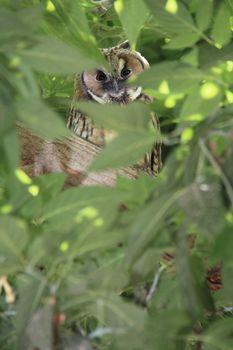 bewildered owl looking on tree