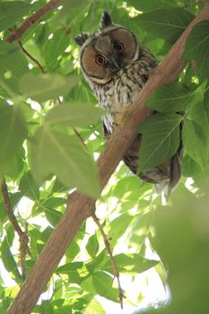 bewildered owl looking on tree