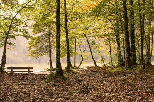 Bohinj lake in Slovenia -  trees on the lake bank, autumn landscape 