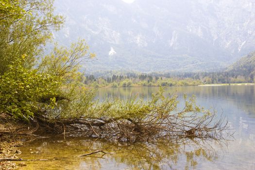 Bohinj lake in Slovenia -  trees on the lake bank, autumn landscape