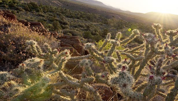 Tilted wide angle sunrise illuminates blooming chollas cactus on rugged desert floor in Red Rock conservation area, Nevada during springtime