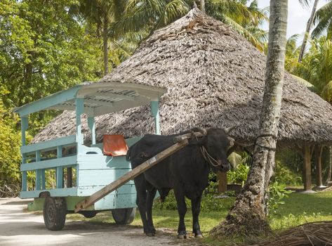 A traditional ox-cart on La Digue island,Seychelles