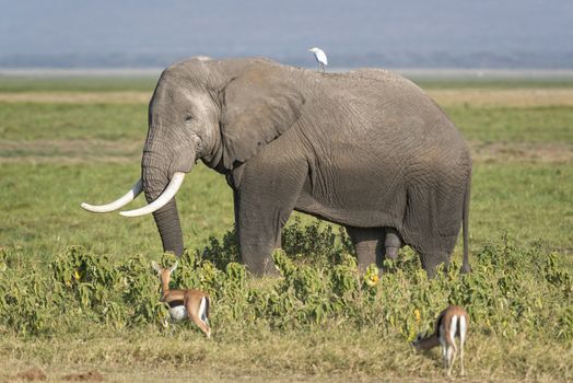 African elephant (Loxodonta africana) , male, Amboseli National Park, Kenya