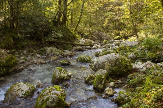 River stream in colorful autumn forest (stream Kozjak, Soca valley, Slovenia)