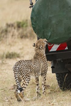 Adult cheetah gnaw cover of spare wheel at safari vehicle with tourists, Masai Mara National Reserve, Kenya, East Africa