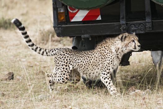 Adult cheetah sneaking under safari vehicle with tourists, Masai Mara National Reserve, Kenya, East Africa