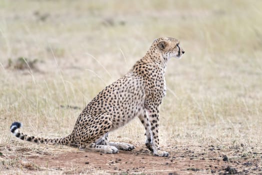 Adult African cheetah, Masai Mara National Reserve, Kenya, East Africa
