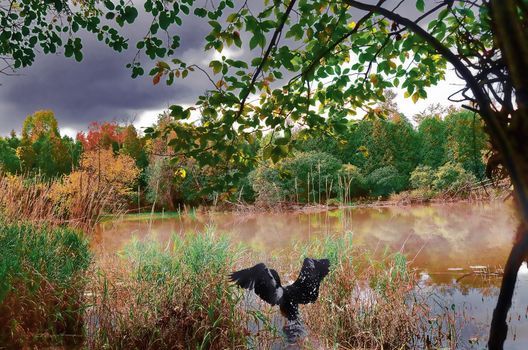 autumn, the trees begin to prepare for winter, the leaves maples begin turn red , in a quiet backwater photographer startled wild goose