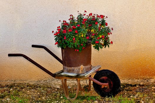 
Red flowers in a rusty barrel in a wheelbarrow near the walls of rural houses 