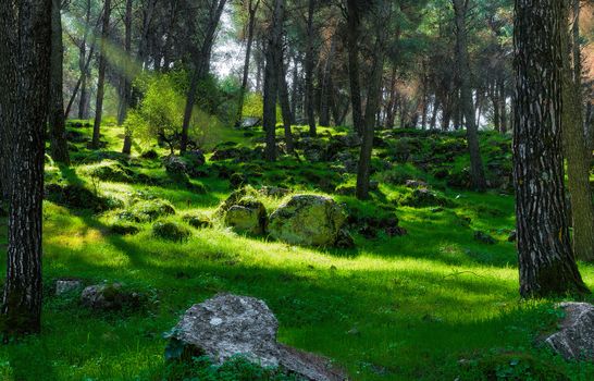 Morning in the forest, just woke up birds with the first ray of sunlight