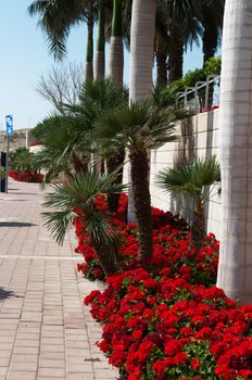 Street in the seaside town, palm trees along the fence and blooming red geraniums 