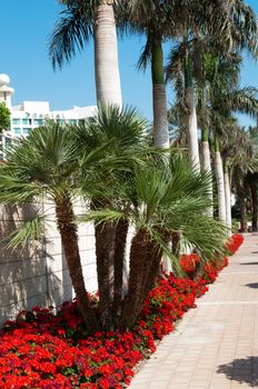 Street in the seaside town, palm trees along the fence and blooming red geraniums