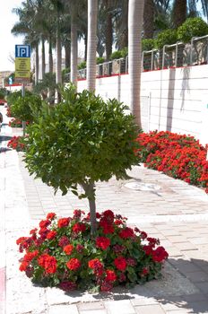 Street in the seaside town, small trees in the middle of the sidewalk and red geraniums
