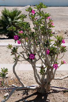 Small shrub with large flowers grow on dry land and irrigated by drip