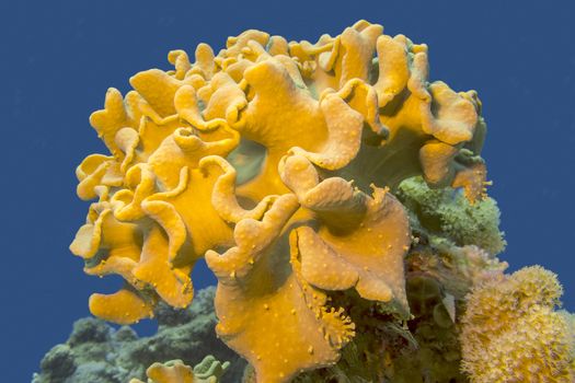 coral reaf with great yellow mushroom leather coral at the bottom of tropical sea