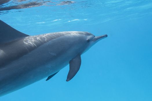 single dolphin in tropical sea, underwater