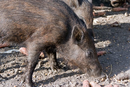 Feral pigs eat corn on the feeder.